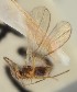  (Dinotrema jaculans - MZH_GQ.1126)  @11 [ ] by-nc (2023) Simo Vaananen Luomus