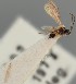  (Dinotrema thurnense - MZH_GQ.1129)  @11 [ ] by-nc (2023) Simo Vaananen Luomus