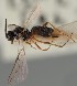  (Dinotrema erythropum - MZH_GQ.1130)  @11 [ ] by-nc (2023) Simo Vaananen Luomus
