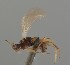 (Eudinostigma - MZH_GQ.1131)  @11 [ ] by-nc (2023) Simo Vaananen Luomus