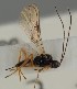  (Phaenocarpa canaliculata - MZH_GQ.1135)  @11 [ ] by-nc (2023) Simo Vaananen Luomus