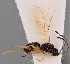  (Dinotrema venustum - MZH_GQ.114)  @11 [ ] by-nc (2021) Simo Vaananen Luomus