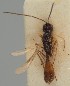  (Coelinidea - MZH_GQ.1195)  @11 [ ] by-nc (2023) Simo Vaananen Luomus