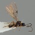  (Coloneurella - MZH_GQ.1200)  @11 [ ] by-nc (2023) Simo Vaananen Luomus