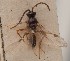  ( - MZH_GQ.1245)  @11 [ ] by-nc (2023) Simo Vaananen Luomus