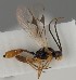  ( - MZH_GQ.1266)  @11 [ ] by-nc (2023) Simo Vaananen Luomus