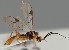  (Pauesia infulata - MZH_GQ.1267)  @11 [ ] by-nc (2023) Simo Vaananen Luomus