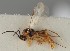  (Pauesia jezoensis - MZH_GQ.1268)  @11 [ ] by-nc (2023) Simo Vaananen Luomus