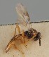  (Pauesia laricis - MZH_GQ.1270)  @11 [ ] by-nc (2023) Simo Vaananen Luomus
