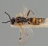  (Pauesia abietis - MZH_GQ.1273)  @11 [ ] by-nc (2023) Simo Vaananen Luomus