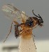  (Pauesia cupressobii - MZH_GQ.1275)  @11 [ ] by-nc (2023) Simo Vaananen Luomus