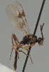  (Pauesia pini - MZH_GQ.1280)  @11 [ ] by-nc (2023) Simo Vaananen Luomus