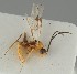  (Pauesia similis - MZH_GQ.1282)  @11 [ ] by-nc (2023) Simo Vaananen Luomus