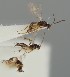  (Trioxys auctus - MZH_GQ.1295)  @11 [ ] by-nc (2023) Simo Vaananen Luomus