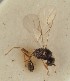  (Trioxys cirsii - MZH_GQ.1298)  @11 [ ] by-nc (2023) Simo Vaananen Luomus