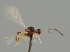  (Trioxys curvicaudus - MZH_GQ.1301)  @11 [ ] by-nc (2023) Simo Vaananen Luomus