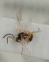  (Trioxys humuli - MZH_GQ.1304)  @11 [ ] by-nc (2023) Simo Vaananen Luomus