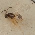  (Trioxys ibis - MZH_GQ.1306)  @11 [ ] by-nc (2023) Simo Vaananen Luomus