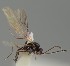  (Trioxys microceratus - MZH_GQ.1309)  @11 [ ] by-nc (2023) Simo Vaananen Luomus