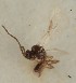  (Trioxys pannonicus - MZH_GQ.1313)  @11 [ ] by-nc (2023) Simo Vaananen Luomus