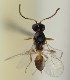  (Trioxys tenuicaudus - MZH_GQ.1314)  @11 [ ] by-nc (2023) Simo Vaananen Luomus