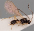  (Orthostigma mandibulare - MZH_GQ.145)  @11 [ ] by-nc (2021) Simo Vaananen Luomus