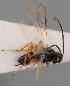  (Orthostigma pseudolaticeps - MZH_GQ.147)  @11 [ ] by-nc (2021) Simo Vaananen Luomus