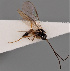 (Orthostigma pumilum - MZH_GQ.149)  @11 [ ] by-nc (2021) Simo Vaananen Luomus