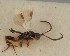  (Adelius determinatus - MZH_GQ.1531)  @11 [ ] by-nc (2023) Simo Vaananen Luomus