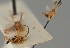  (Adelius erythronotus - MZH_GQ.1533)  @11 [ ] by-nc (2023) Simo Vaananen Luomus