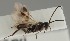  (Adelius subfasciatus - MZH_GQ.1535)  @11 [ ] by-nc (2023) Simo Vaananen Luomus