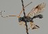  (Ascogaster albitarsus - MZH_GQ.1539)  @11 [ ] by-nc (2023) Simo Vaananen Luomus