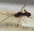  (Ascogaster bidentulus - MZH_GQ.1543)  @11 [ ] by-nc (2023) Simo Vaananen Luomus