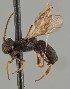  (Ascogaster lapponicus - MZH_GQ.1547)  @11 [ ] by-nc (2023) Simo Vaananen Luomus
