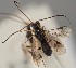  (Ascogaster scabriculus - MZH_GQ.1554)  @11 [ ] by-nc (2023) Simo Vaananen Luomus