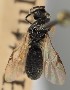  ( - MZH_GQ.1563)  @11 [ ] by-nc (2023) Simo Vaananen Luomus