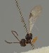  ( - MZH_GQ.1593)  @11 [ ] by-nc (2023) Simo Vaananen Luomus