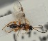  ( - MZH_GQ.1598)  @11 [ ] by-nc (2023) Simo Vaananen Luomus