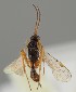  ( - MZH_GQ.1616)  @11 [ ] by-nc (2023) Simo Vaananen Luomus