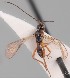  (Phaenocarpa eunice - MZH_GQ.163)  @11 [ ] by-nc (2021) Simo Vaananen Luomus