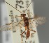  (Zele caligatus - MZH_GQ.1645)  @11 [ ] by-nc (2023) Simo Vaananen Luomus