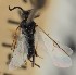  (Apanteles miramis - MZH_GQ.1752)  @11 [ ] by-nc (2023) Simo Vaananen Luomus
