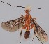  (Cremnops desertor - MZH_GQ.176)  @11 [ ] by-nc (2021) Simo Vaananen Luomus