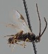  ( - MZH_GQ.1798)  @11 [ ] by-nc (2023) Simo Vaananen Luomus
