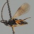  ( - MZH_GQ.1883)  @11 [ ] by-nc (2023) Simo Vaananen Luomus