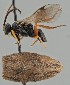  (Microplitis ratzeburgii - MZH_GQ.1936)  @11 [ ] by-nc (2023) Simo Vaananen Luomus