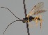  (Microplitis stigmaticus - MZH_GQ.1944)  @11 [ ] by-nc (2023) Simo Vaananen Luomus