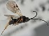  (Microplitis varipes - MZH_GQ.1948)  @11 [ ] by-nc (2023) Simo Vaananen Luomus