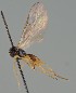  ( - MZH_GQ.1972)  @11 [ ] by-nc (2023) Simo Vaananen Luomus
