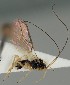  ( - MZH_GQ.20)  @11 [ ] by-nc (2021) Simo Vaananen Luomus